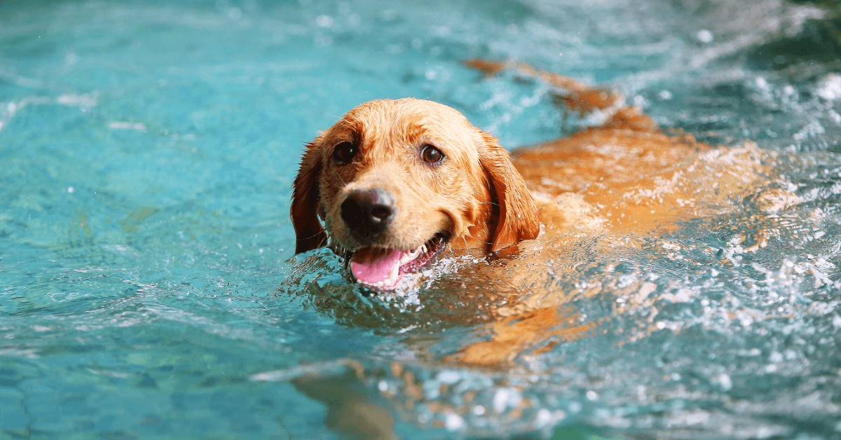 I migliori stabilimenti balneari per cani a Lido Marini