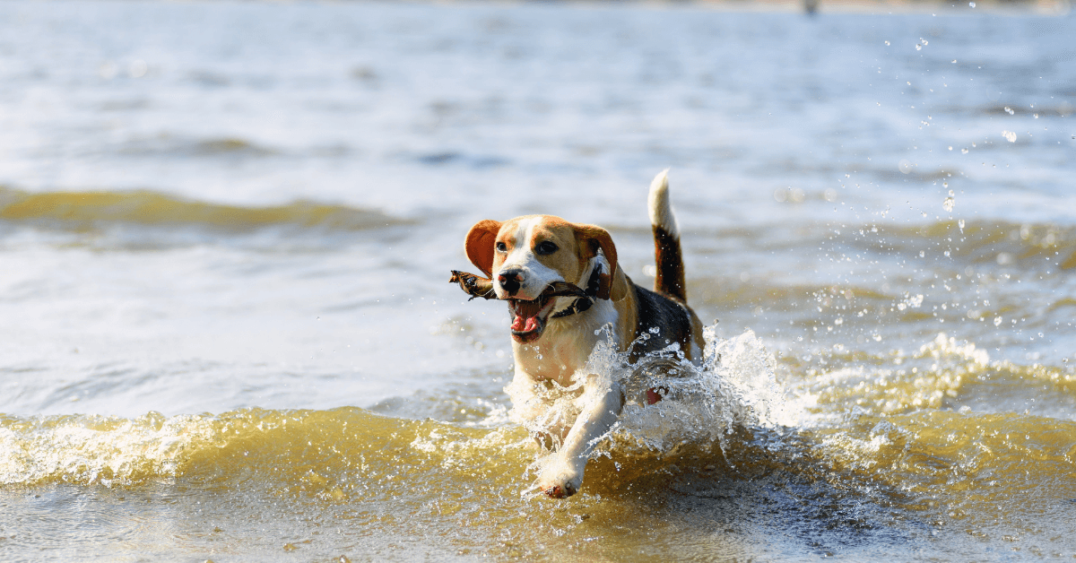 I migliori stabilimenti balneari per cani a Mattinata