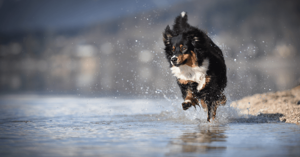 I migliori stabilimenti balneari per cani a Spotorno