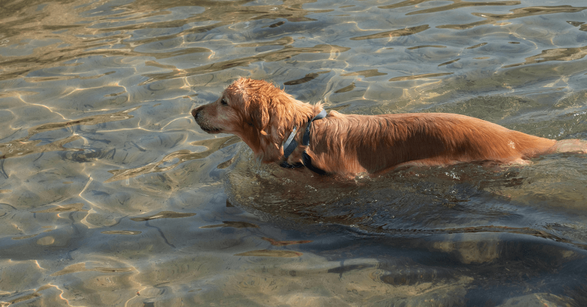 I migliori stabilimenti balneari per cani a Iseo