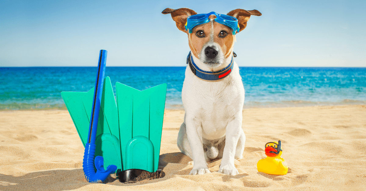 I migliori stabilimenti balneari per cani a Castellammare di Stabia