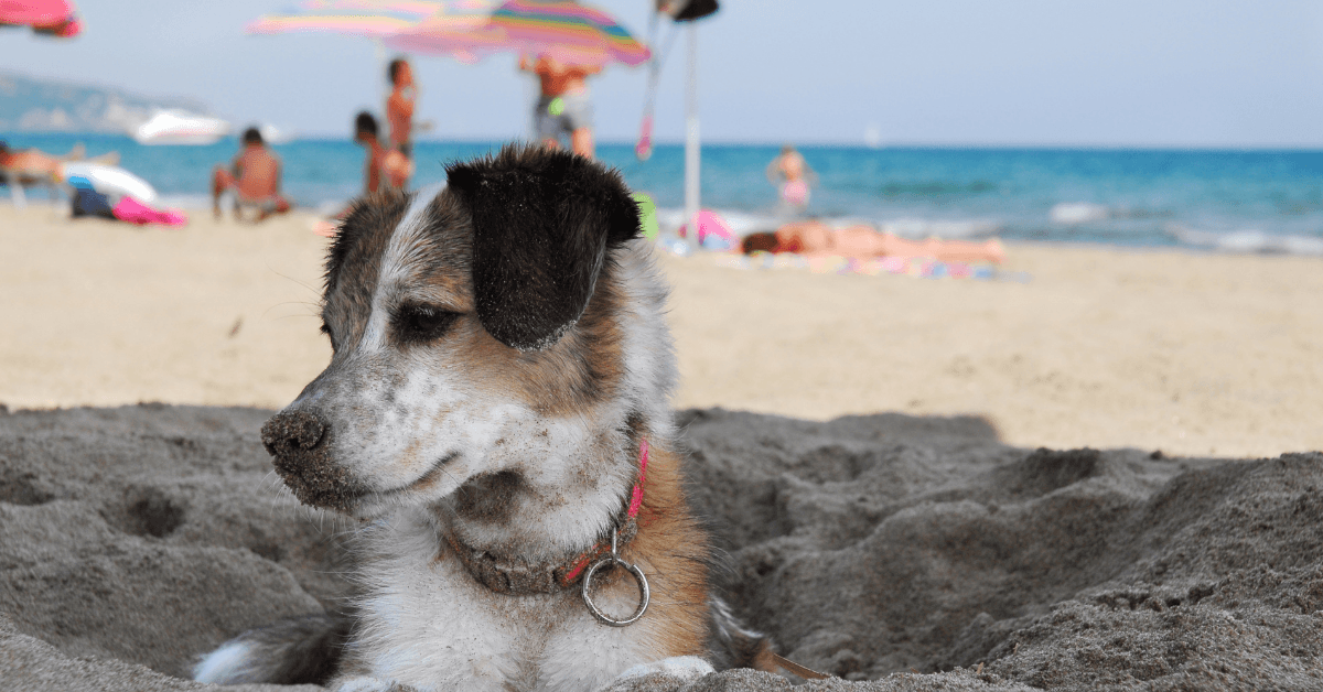 I migliori stabilimenti balneari per cani a Castel Volturno