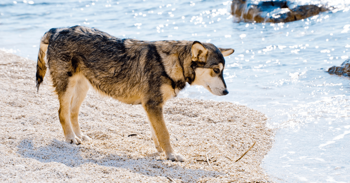 I migliori stabilimenti balneari per cani a Santa Severa