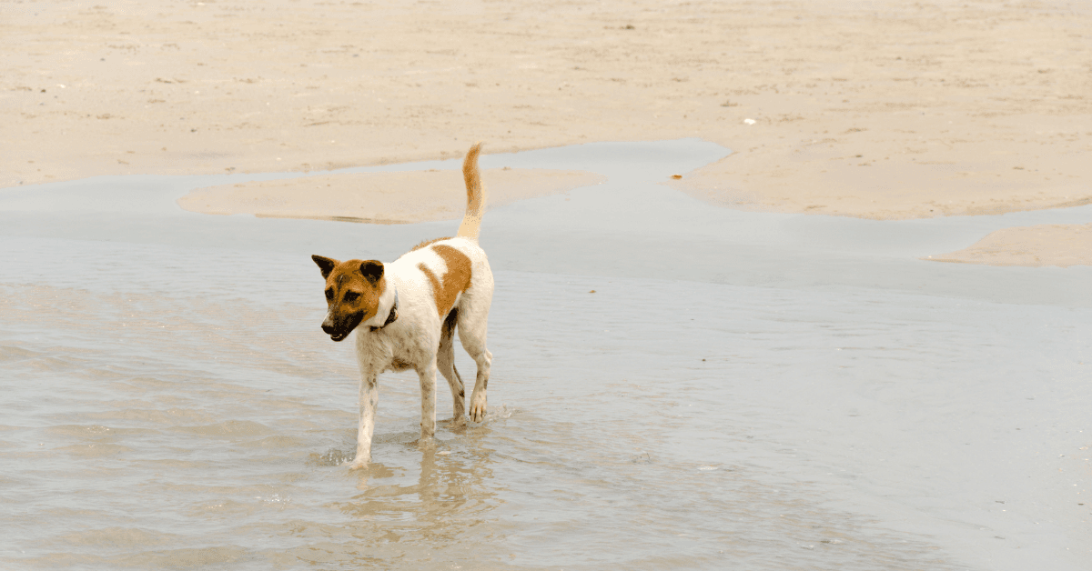 I migliori stabilimenti balneari per cani a Giardini Naxos