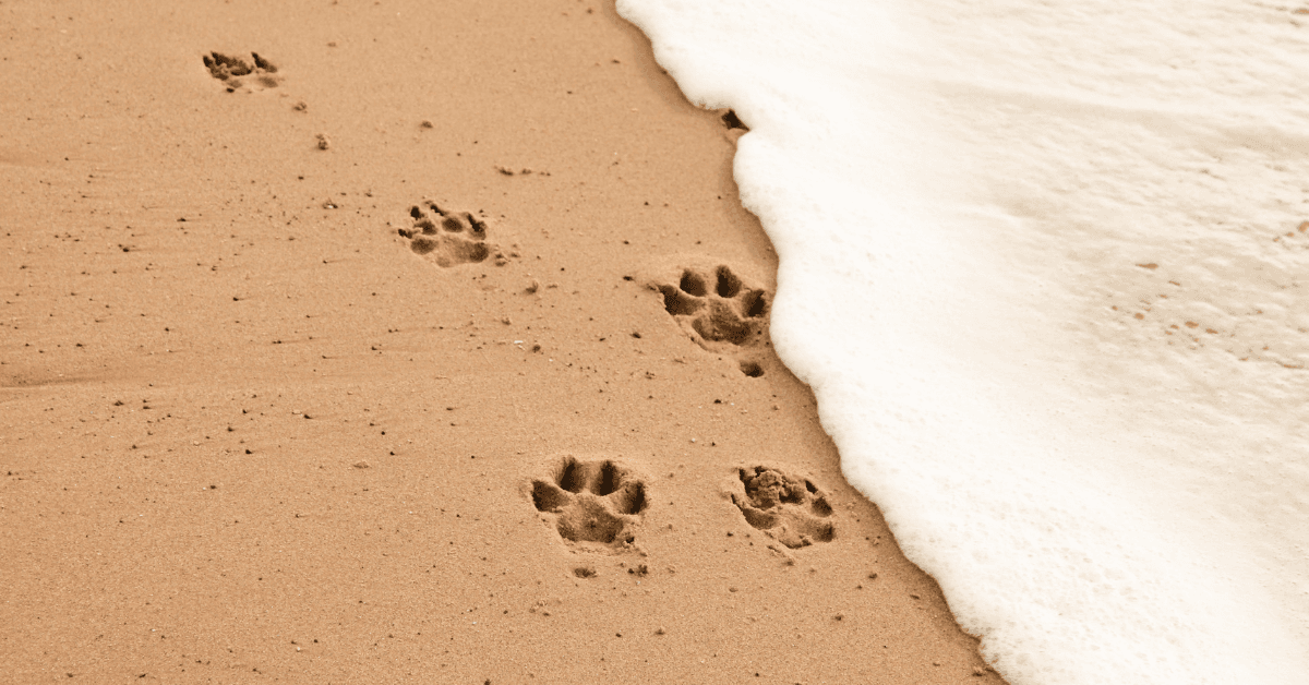 I migliori stabilimenti balneari per cani a Tirrenia