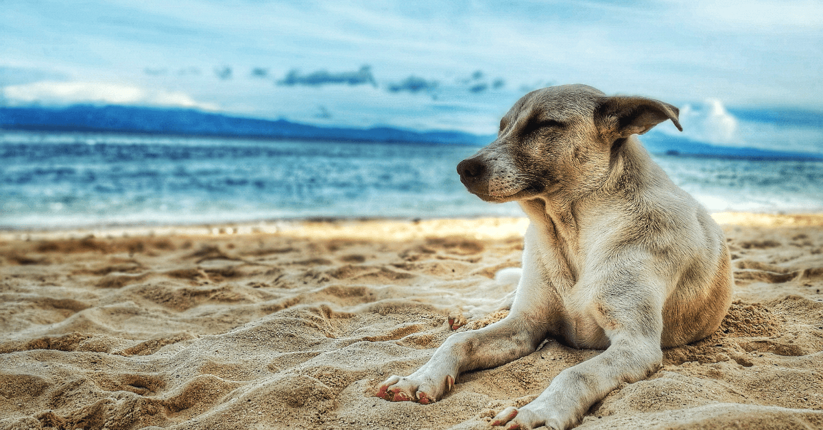 I migliori stabilimenti balneari per cani a Marzamemi