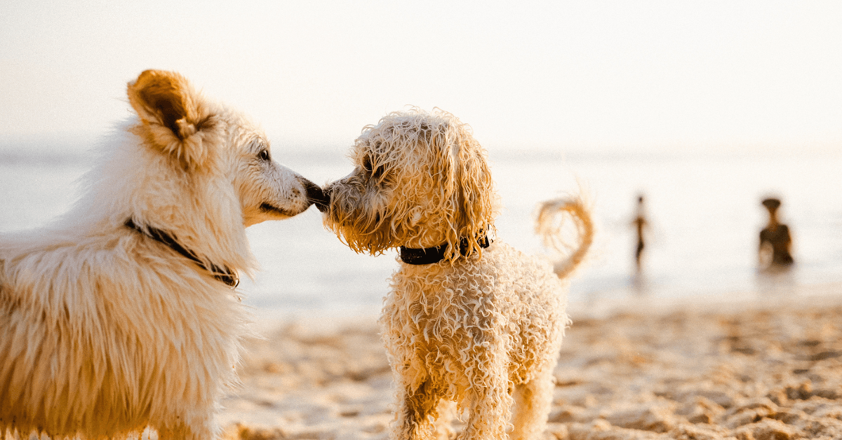 I migliori stabilimenti balneari per cani a Margherita di Savoia