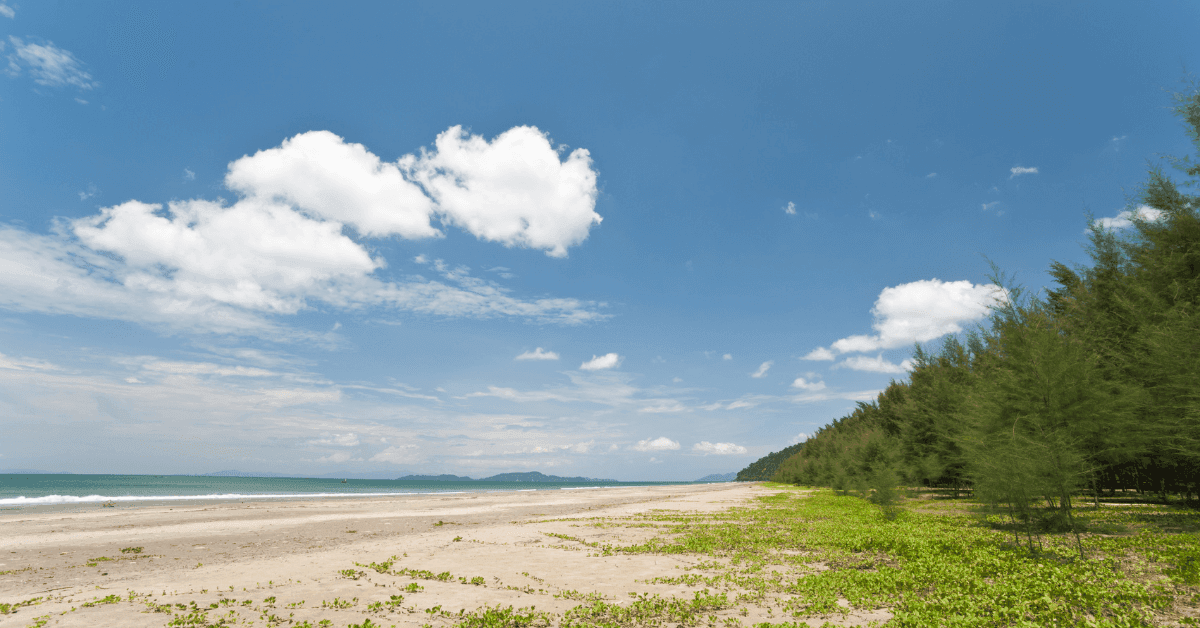Spiagge con pinete in Italia dove godersi l'ombra al mare